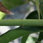 Jasminum laurifolium Bark