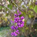 Callicarpa americana Fruto