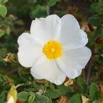 Cistus salviifolius 花