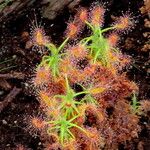 Drosera scorpioides Leaf