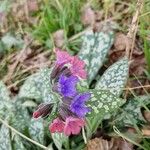 Pulmonaria saccharataപുഷ്പം