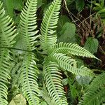 Pteris linearis Leaf