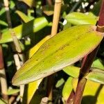 Epidendrum ibaguense Levél