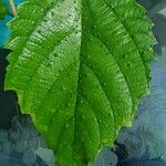 Urera baccifera Leaf