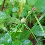 Cyperus mindorensis फूल
