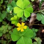 Oxalis stricta برگ