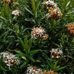 Diplostephium revolutum Flor