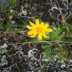 Hieracium alpinumKvět