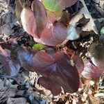 Galax urceolata Leaf