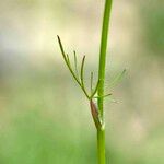 Conopodium pyrenaeum Blatt