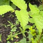 Ulmus davidiana Leaf