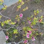 Pelargonium graveolens Foglia