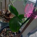 Philodendron panduriforme Leaf