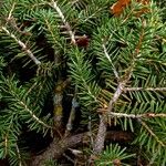 Picea orientalis Kora