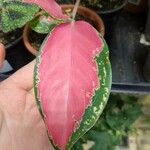 Aglaonema commutatumLeaf