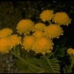 Tanacetum bipinnatum Flor