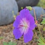 Geranium platypetalumFlower