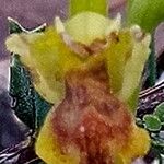 Ophrys lutea Fiore