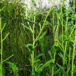 Achillea setacea برگ