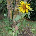 Helianthus annuus Vekstform