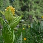 Gentiana luteaFlor