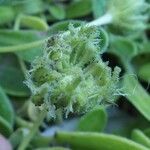 Calendula suffruticosa Fruit