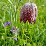 Fritillaria meleagrisFlower