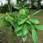 Rhododendron maximum Liść