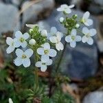 Hornungia alpina Blüte
