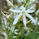 Anthericum baeticum Flower