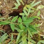 Vigna vexillata Folha
