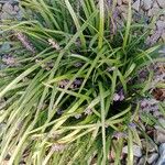 Liriope muscari 整株植物