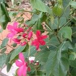 Jatropha integerrimaFlower