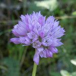 Allium serra Lorea