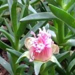 Carpobrotus edulis 'Hottentot fig'Květ