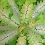 Phyllanthus niruri 葉