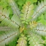 Phyllanthus niruri Leaf