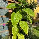 Solanum betaceum Folha