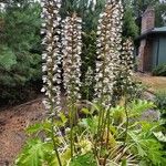 Acanthus mollisFlower