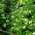 Symphyotrichum cordifolium Habitat