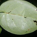 Coccoloba acapulcensis Levél