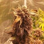 Cannabis sativa Květ