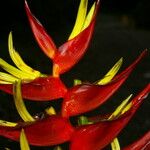 Heliconia lankesteri Λουλούδι