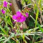 Talinum portulacifolium Blüte