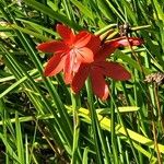Hesperantha coccinea 花