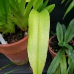 Phragmipedium longifolium برگ