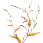 Persicaria hydropiper Flor