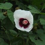 Hibiscus platanifolius Çiçek