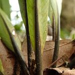 Asplenium africanum Muu