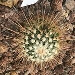 Stenocactus vaupelianus Leaf